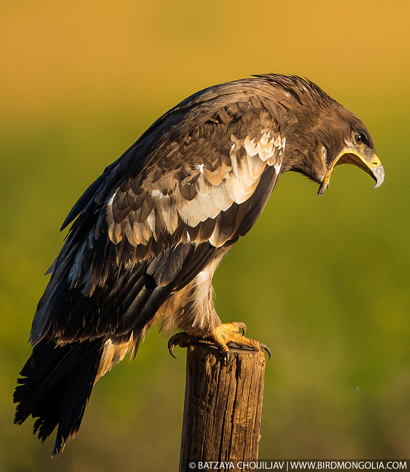 mongolia birding 